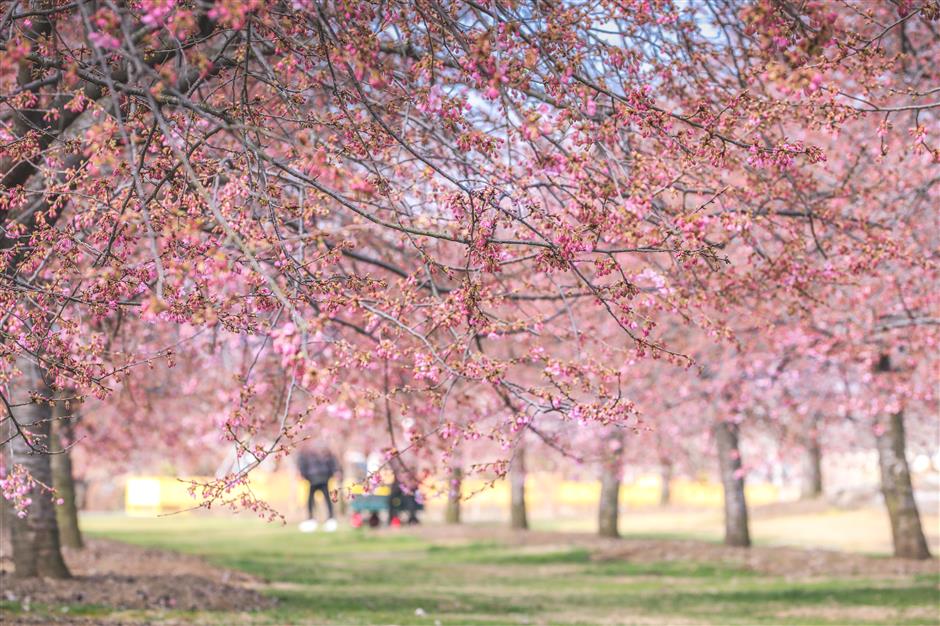 spring and the flowering cherry blossoms are here in shanghai