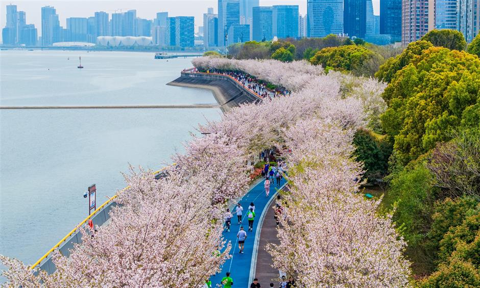 thousands join cherry blossom running in binjiang district