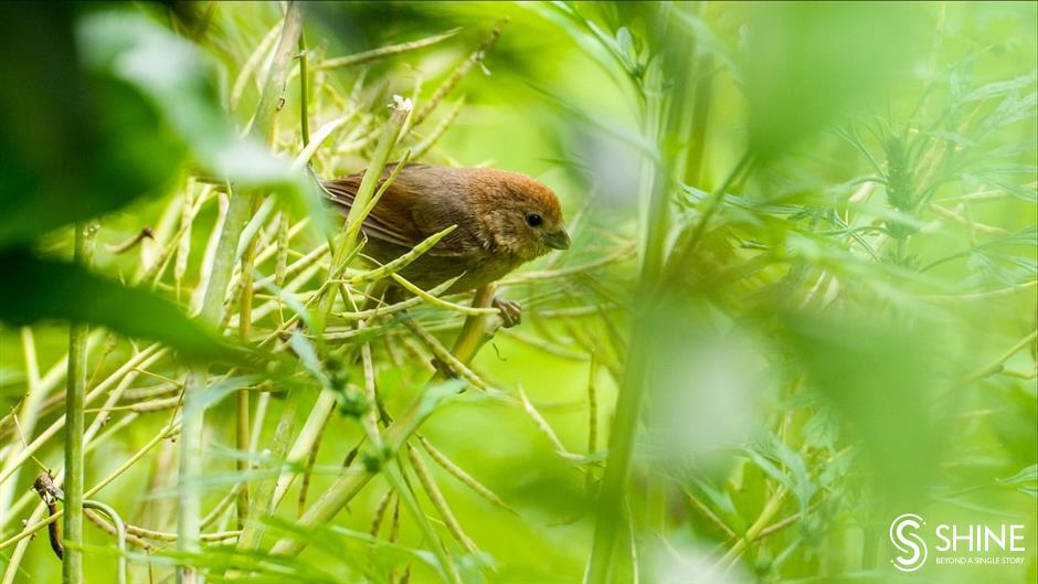 wild shanghai ep3: wildlife in your neighbourhood