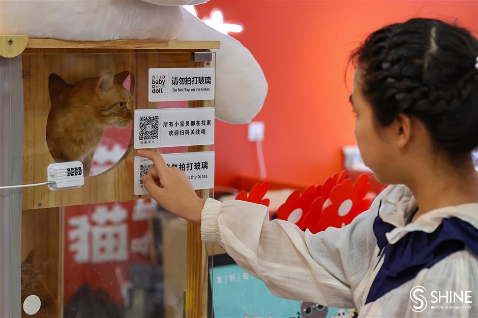 drinks van is 'purr-fect' place to adopt stray cat