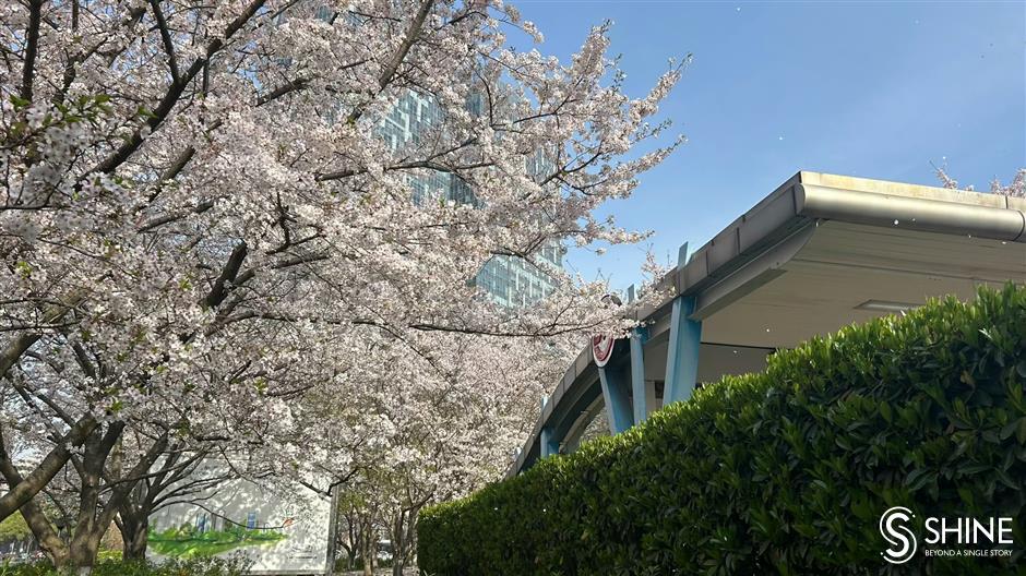 it's spring and shanghai's metro stations, bus stops are blooming