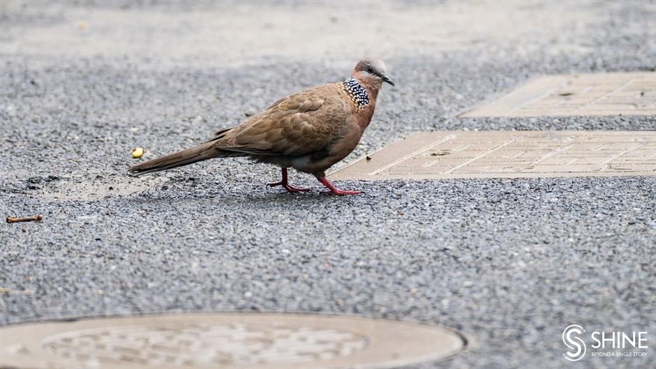 wild shanghai ep3: wildlife in your neighbourhood