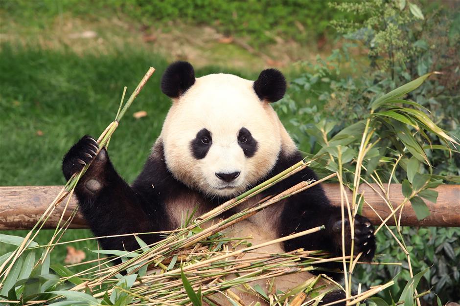 south koreans bid farewell to beloved panda fu bao before her return to china