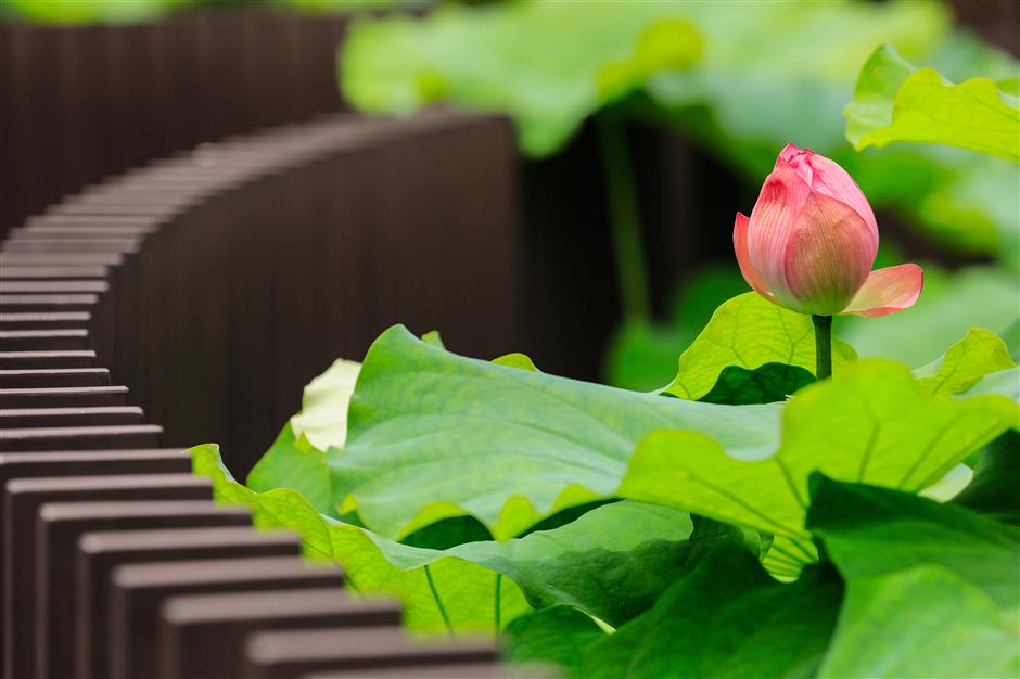 visit guyi garden to enjoy blooming lotuses and water lilies