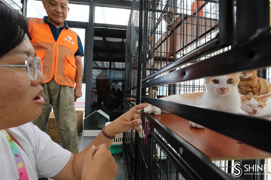 stray cat island is 'purrfect' place for animal welfare