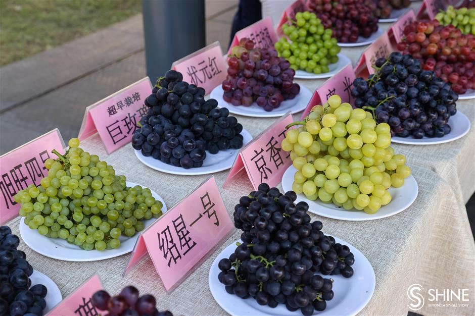 expatriates try their hands at picking grapes