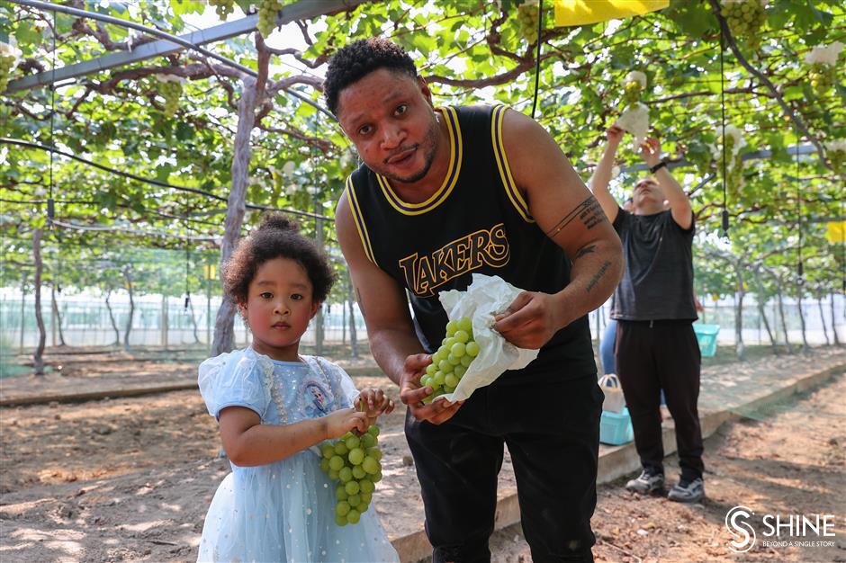 expatriates try their hands at picking grapes