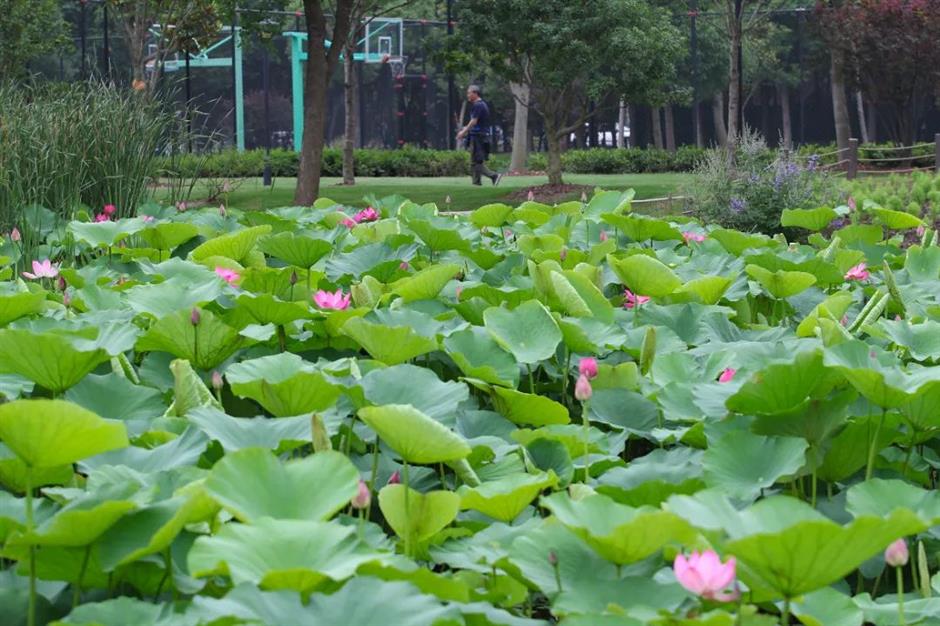 lotus flowers unfurl to welcome summer serenity