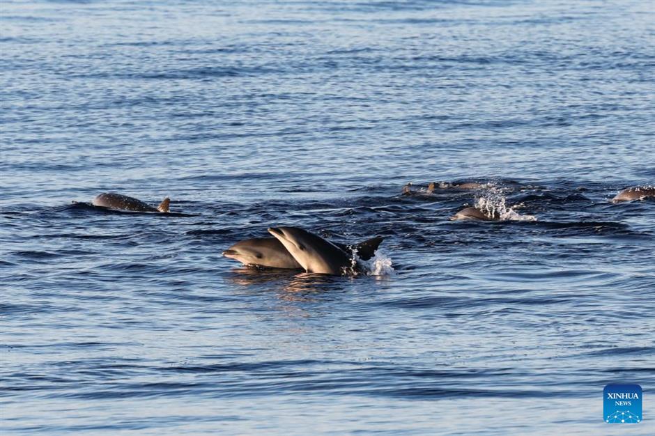 large number of cetaceans witnessed in s china's hainan