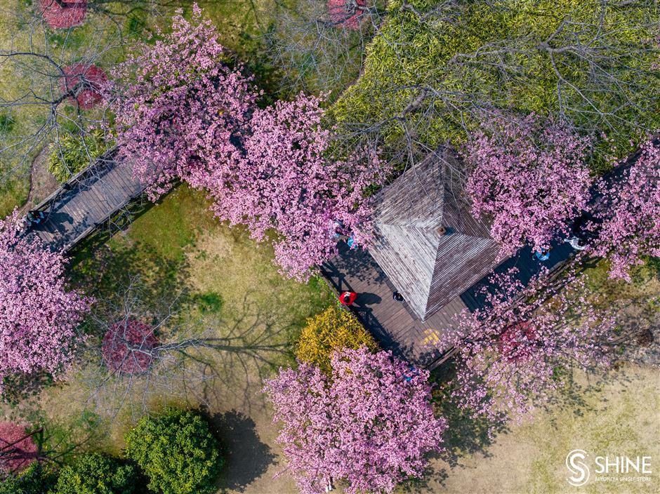 cherry blossom festival to bring spring delight in baoshan