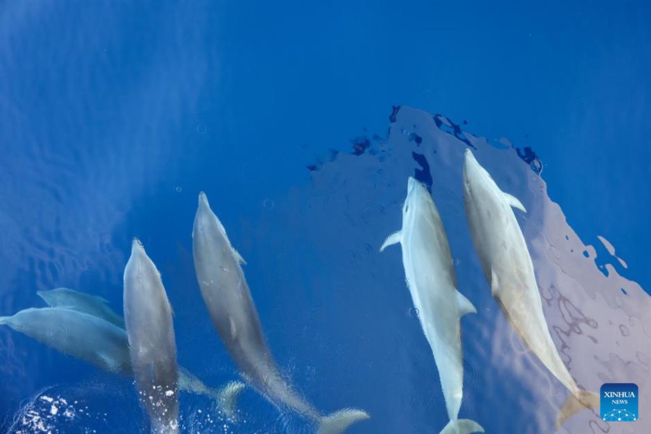 large number of cetaceans witnessed in s china's hainan