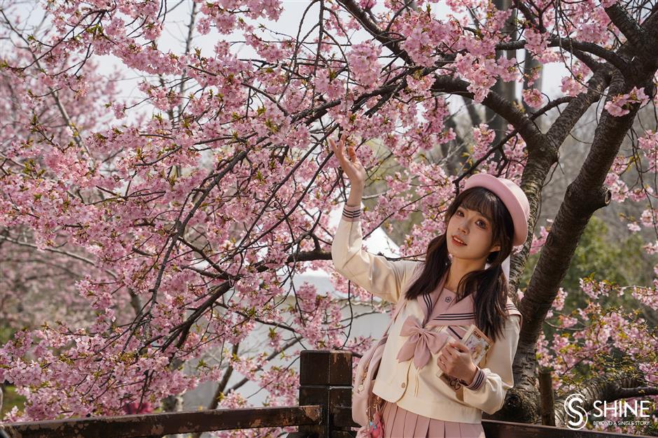 cherry blossom festival to bring spring delight in baoshan