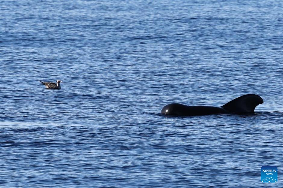 large number of cetaceans witnessed in s china's hainan