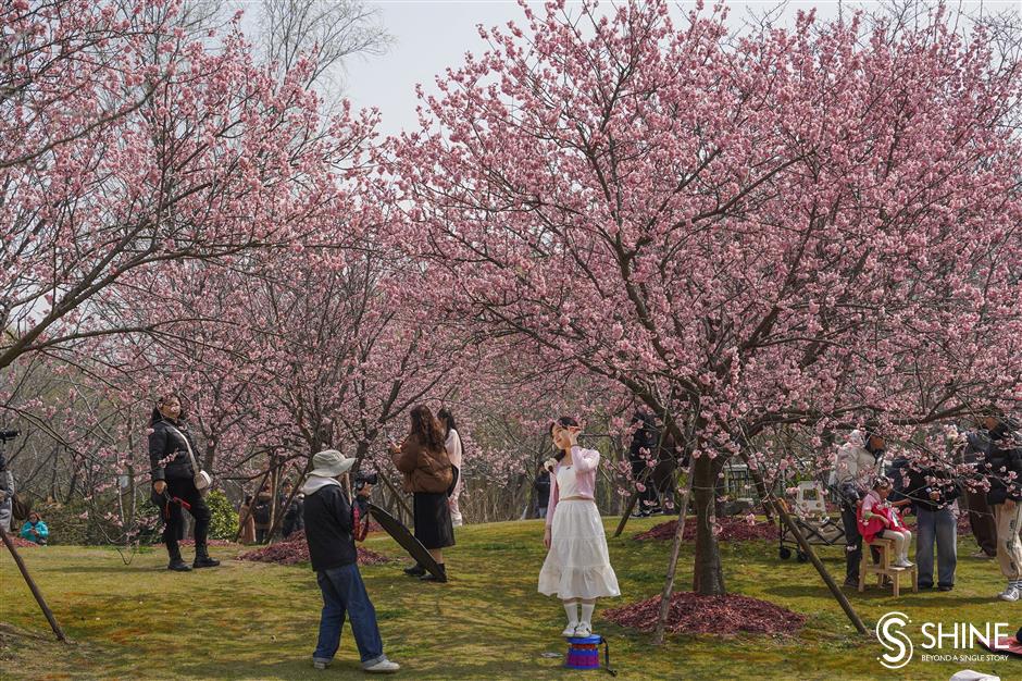 cherry blossom festival to bring spring delight in baoshan