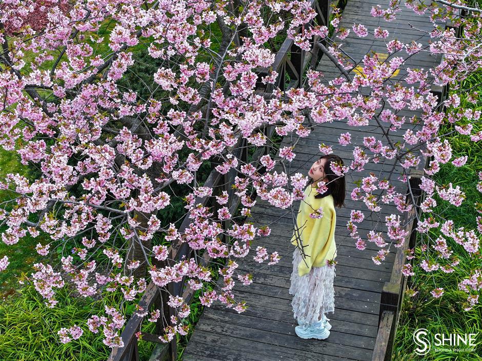 cherry blossom festival to bring spring delight in baoshan