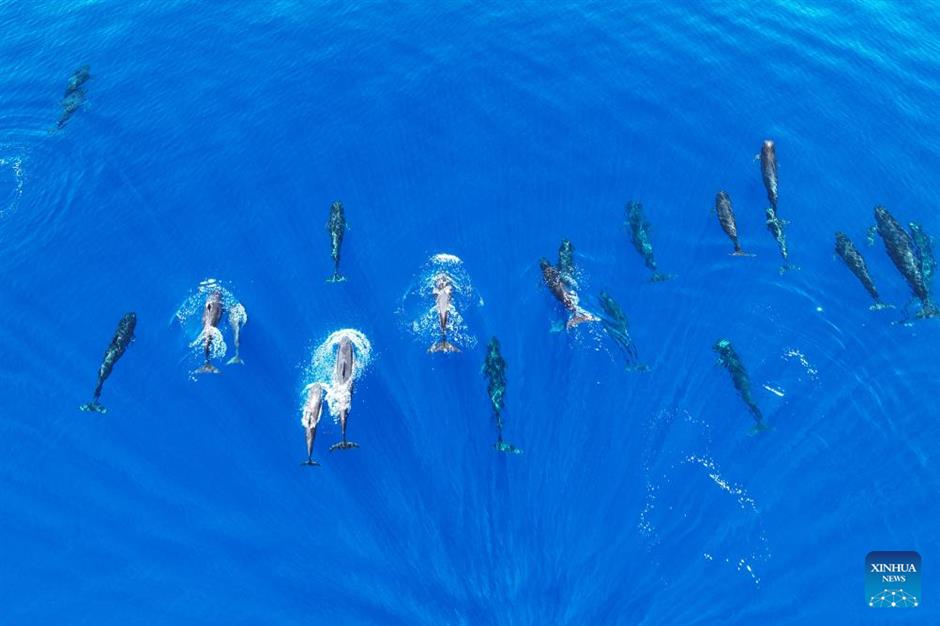 large number of cetaceans witnessed in s china's hainan