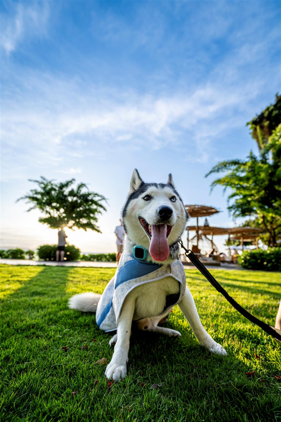 thai holiday for pets nothing to sniff at