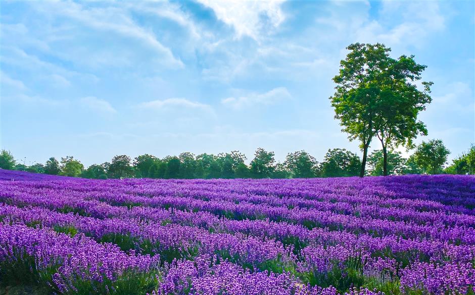 lavender festival blooms highlights the color purple