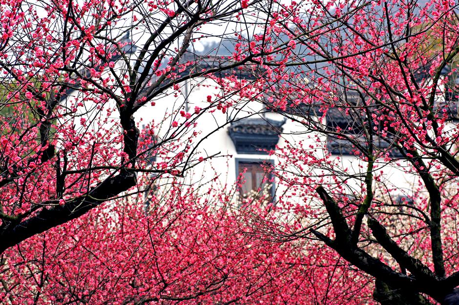 mount chaoshan celebrates plum blossoms with cultural activities