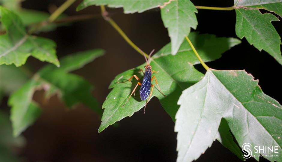 wild shanghai ep9: when bugs come out at night