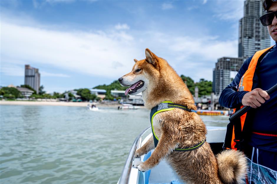 thai holiday for pets nothing to sniff at