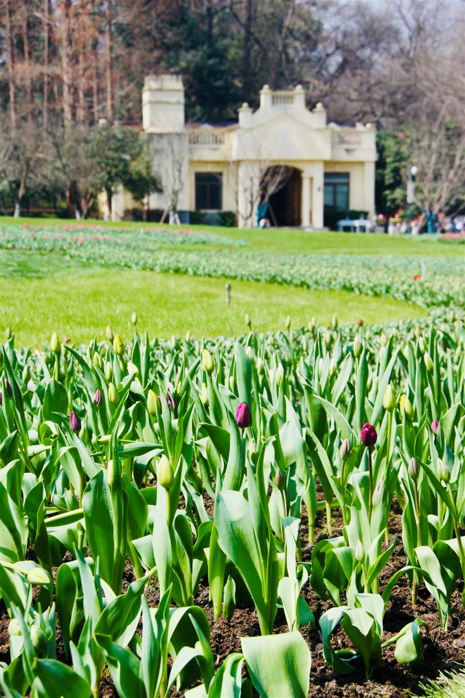 tulips lead springtime flowering at taiziwan park