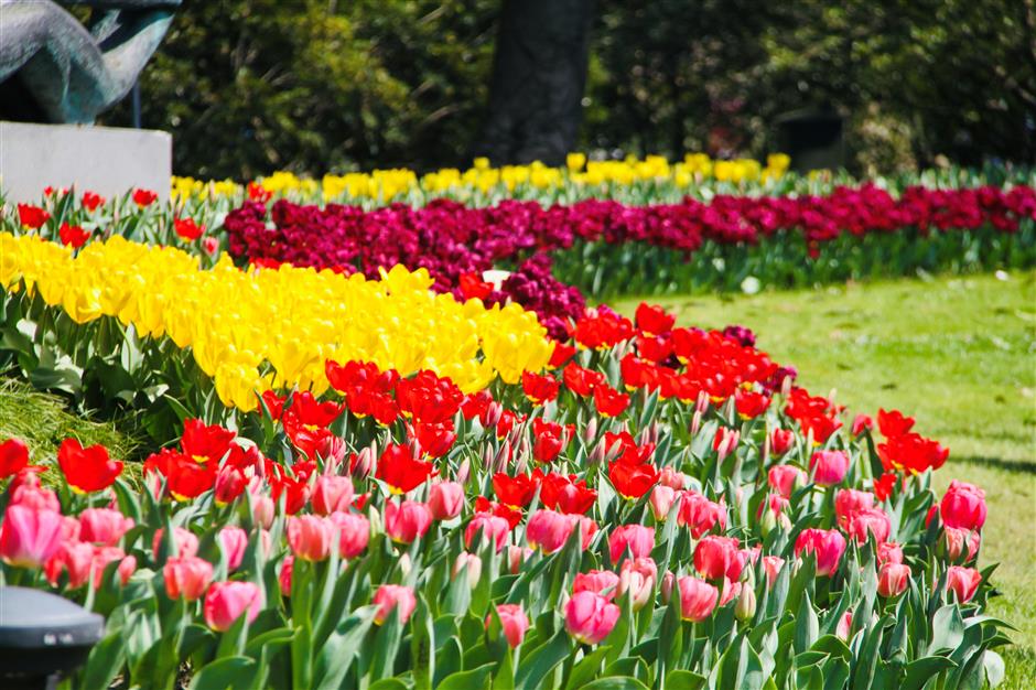 tulips lead springtime flowering at taiziwan park