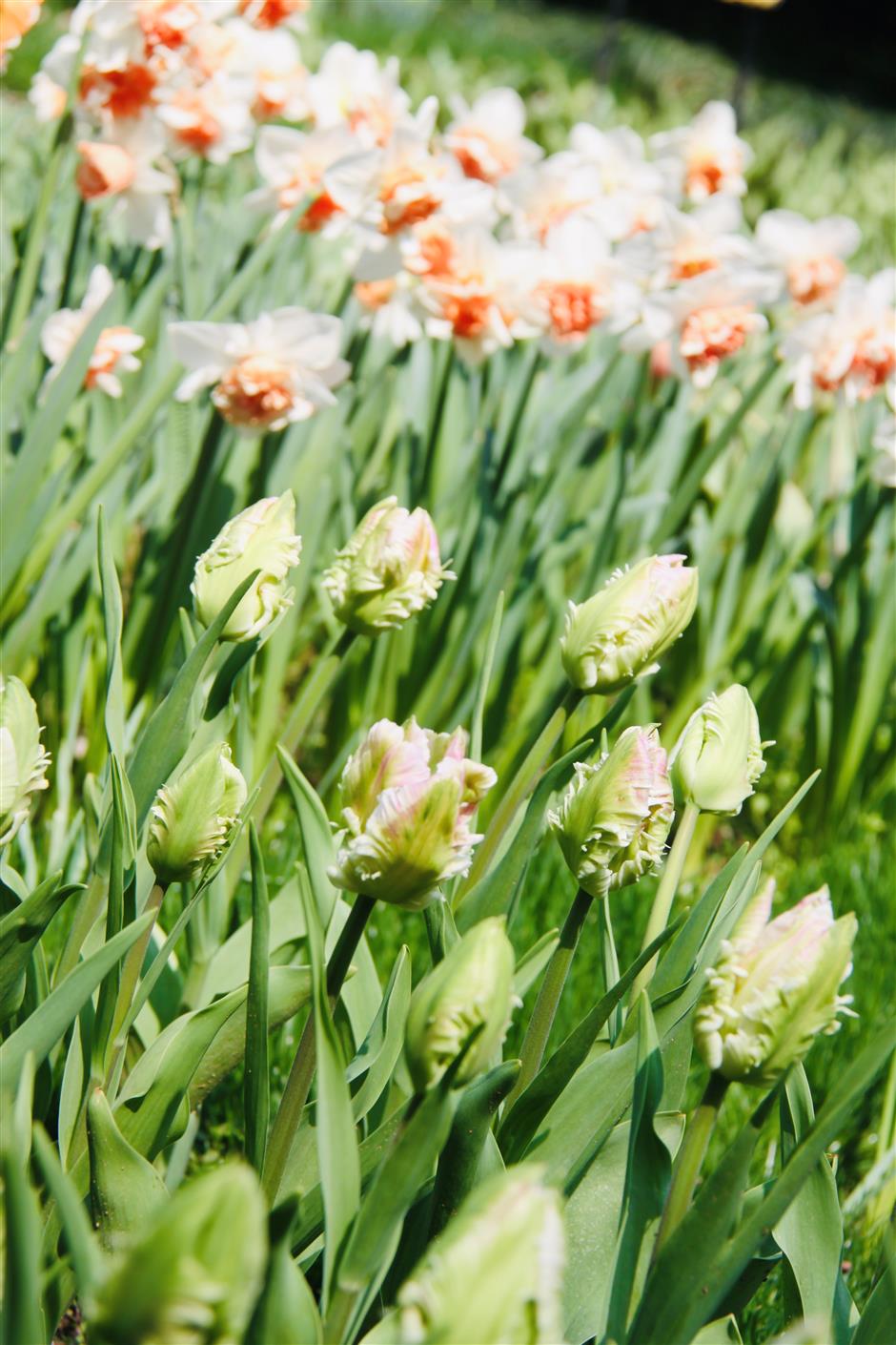 tulips lead springtime flowering at taiziwan park