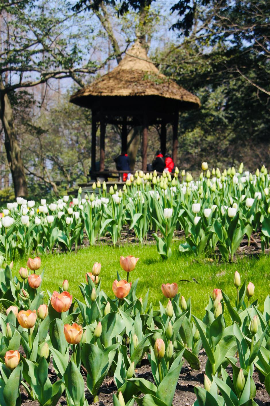 tulips lead springtime flowering at taiziwan park