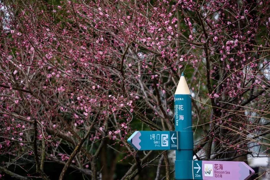 plum blossoms bloom during spring festival