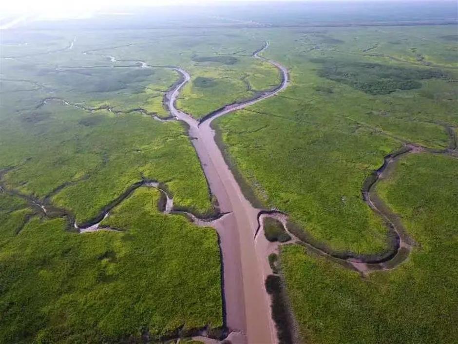 feather in the cap for chongming dongtan national nature reserve