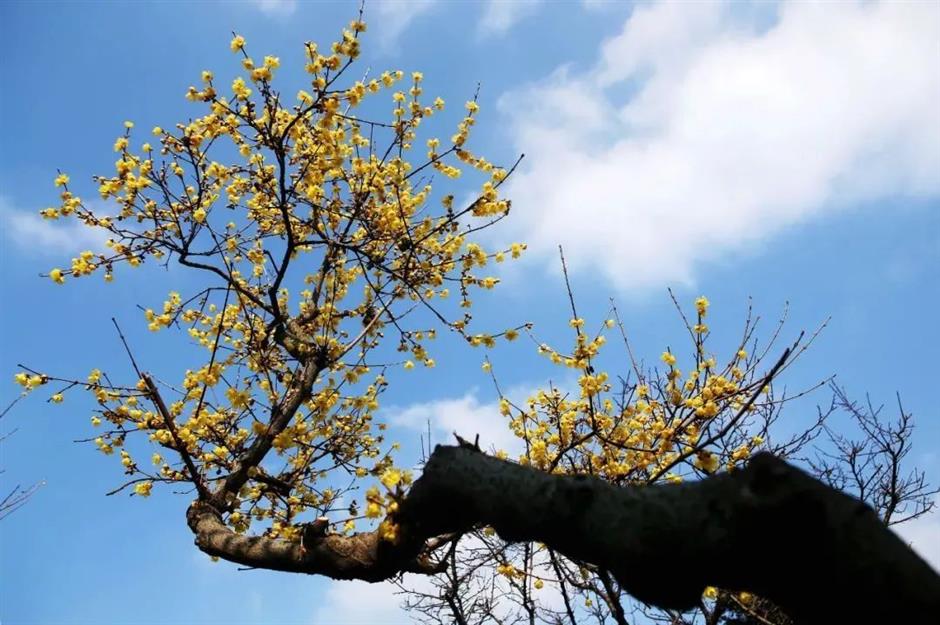 plum blossoms bloom during spring festival