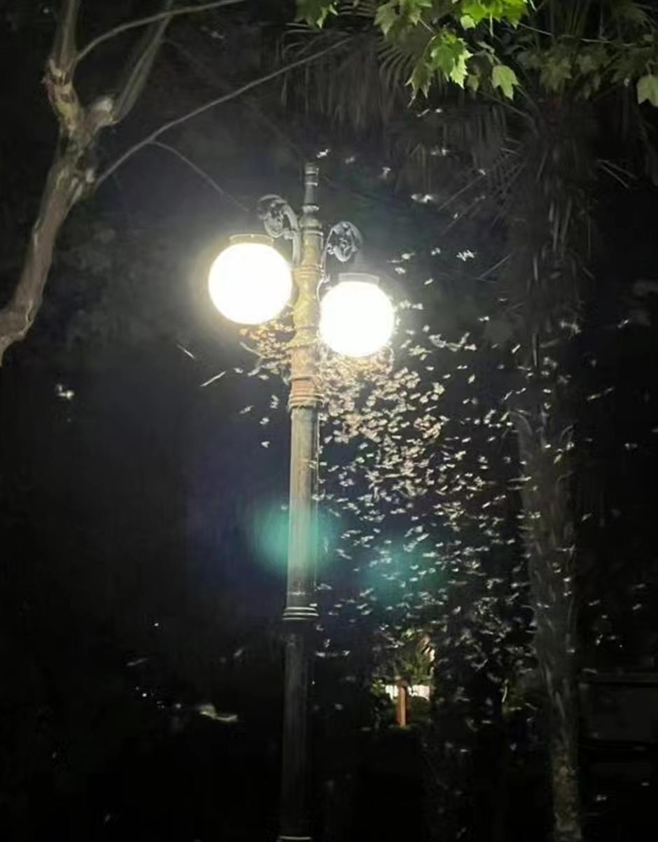 brace yourself as the city is being invaded by termites