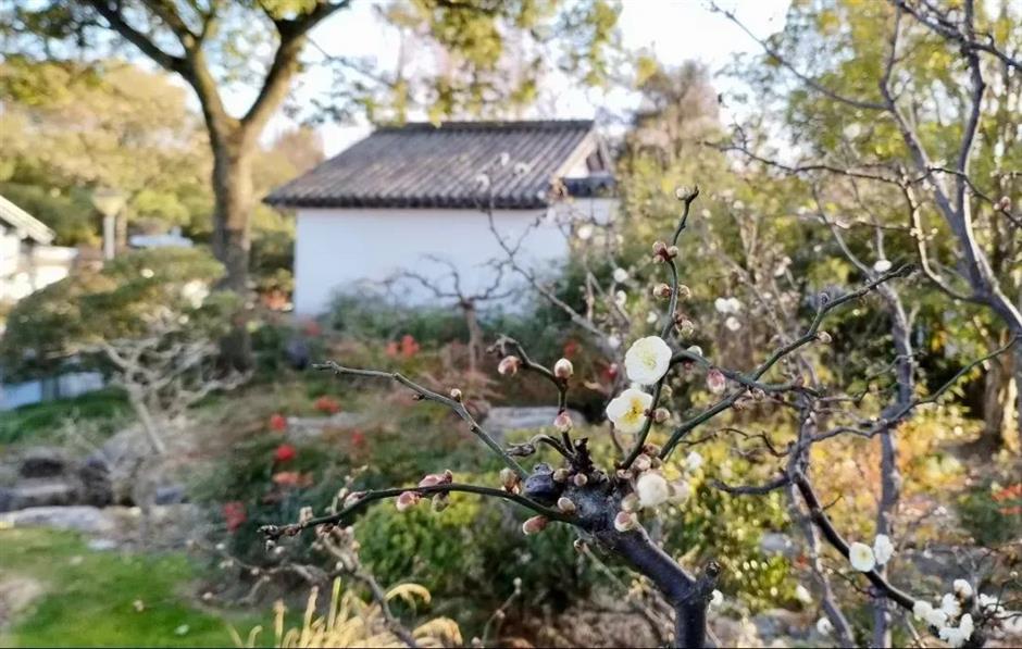 plum blossoms bloom during spring festival