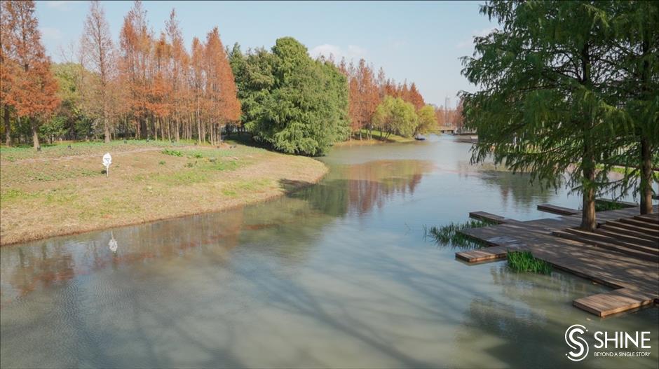 wild shanghai ep7: houtan wetland – a natural habitat for wildlife in downtown shanghai