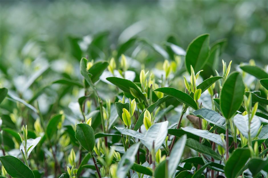 longjing tea harvest to begin, with tenderest leaves picked within two weeks