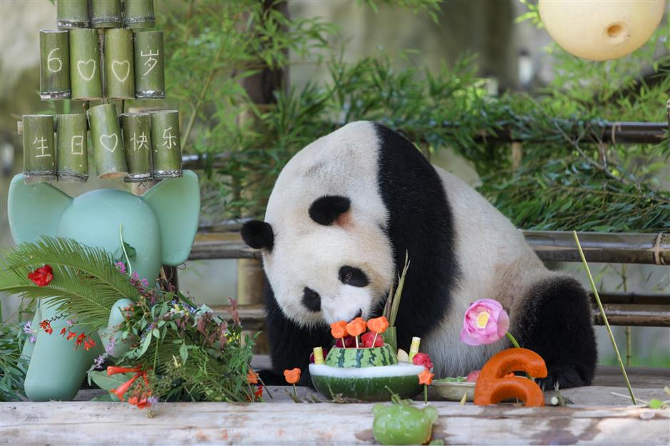 park celebrates giant panda's 6th birthday