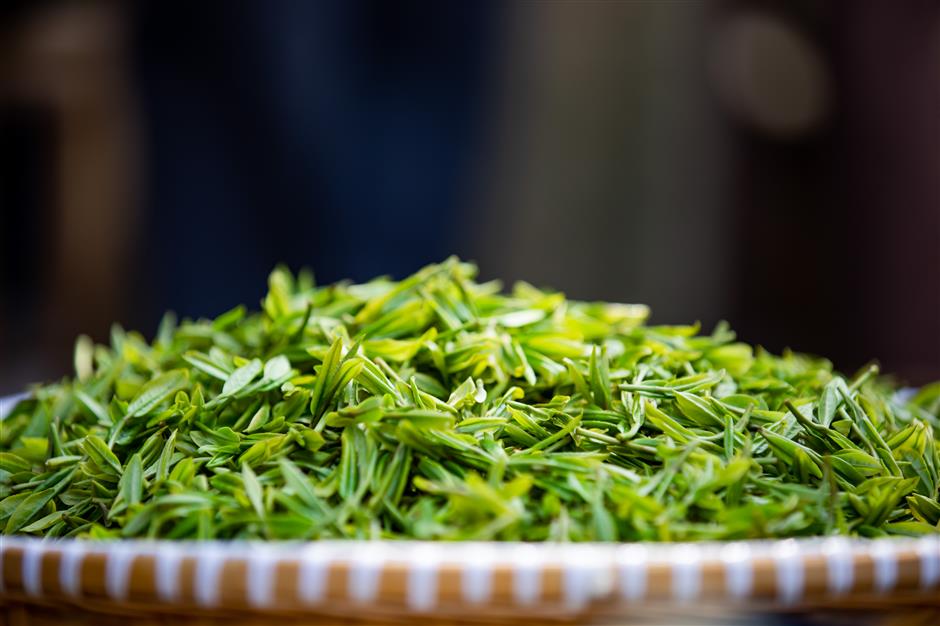 longjing tea harvest to begin, with tenderest leaves picked within two weeks