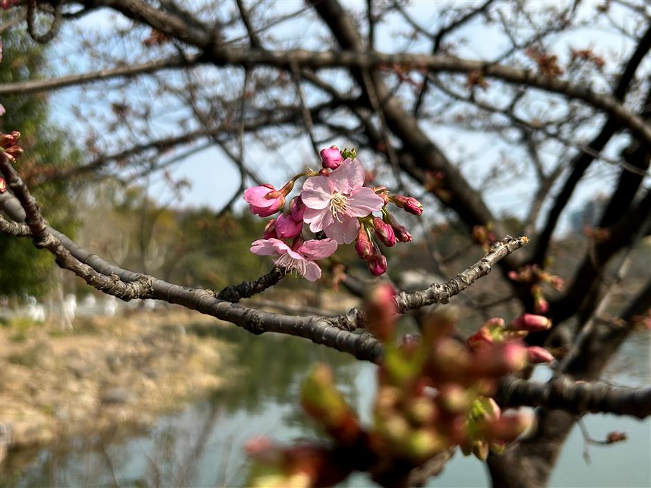 botanic gardens in the pink with early blossom