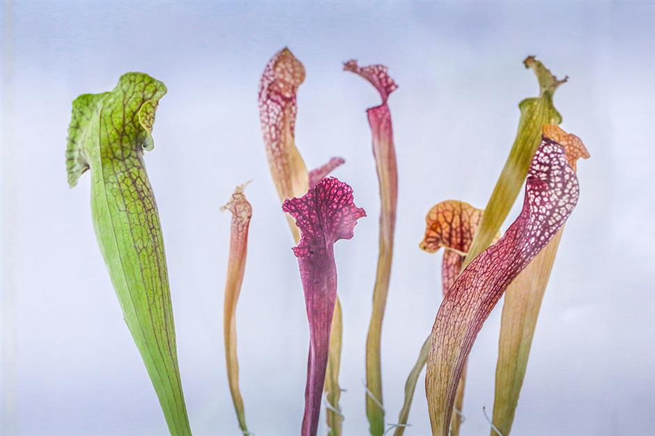 exhibition showcases insectivorous plants