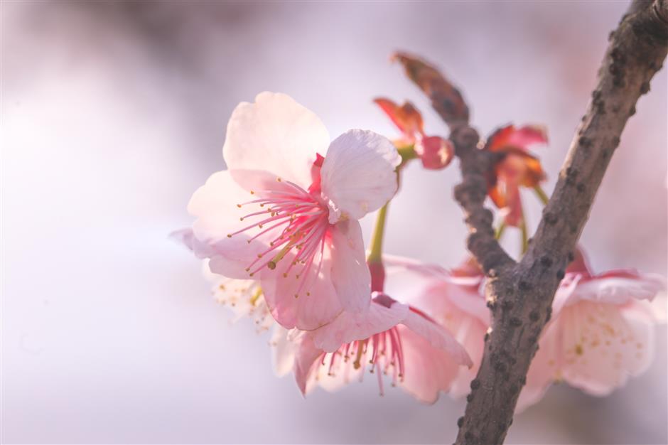 botanic gardens in the pink with early blossom