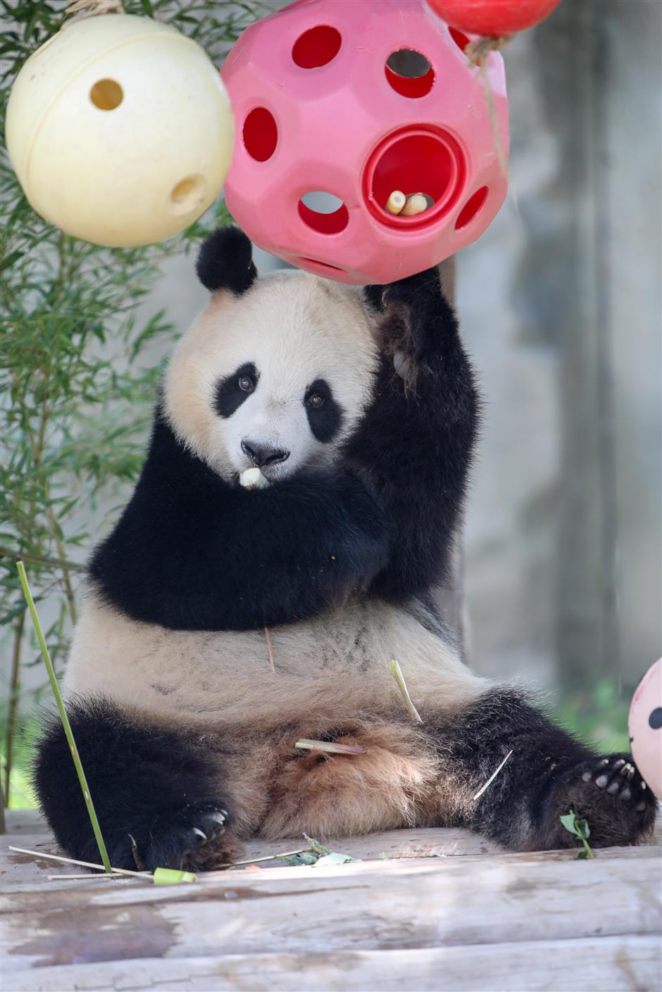 park celebrates giant panda's 6th birthday