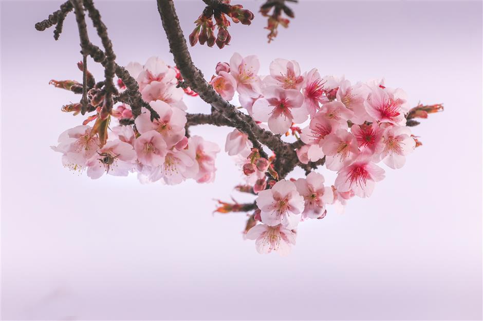 botanic gardens in the pink with early blossom