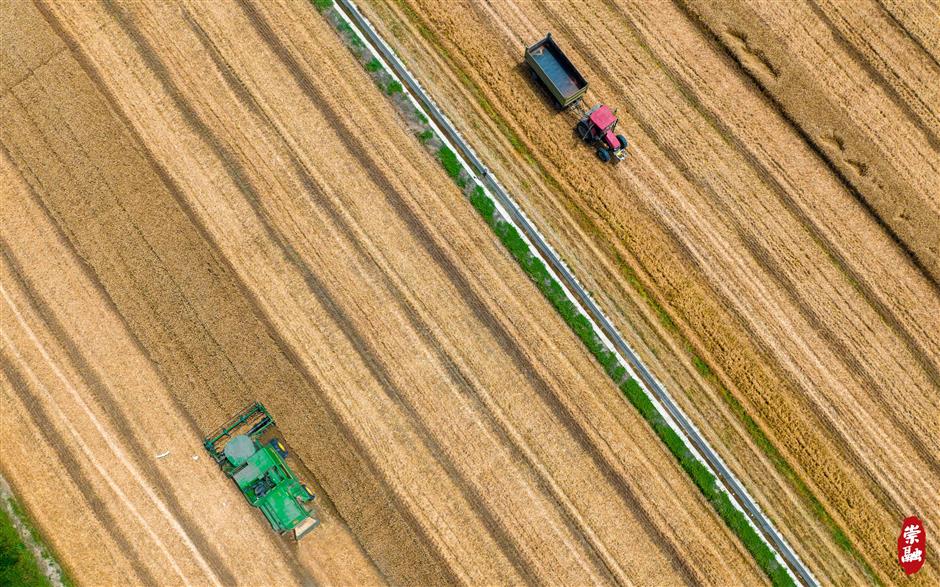 chongming picks up speed on road of modern agriculture