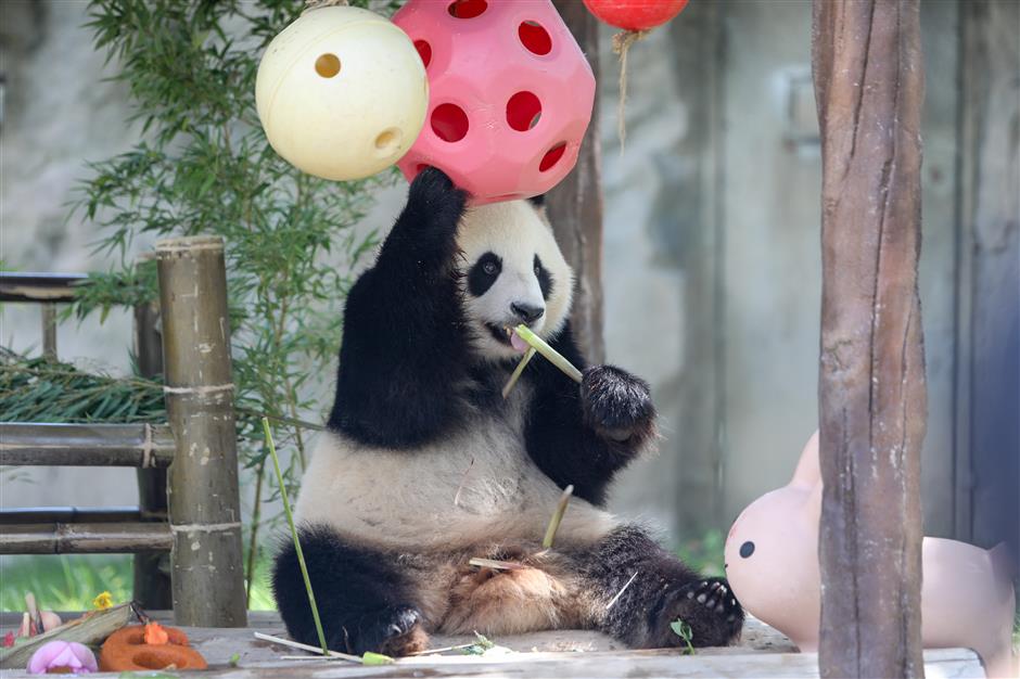 park celebrates giant panda's 6th birthday