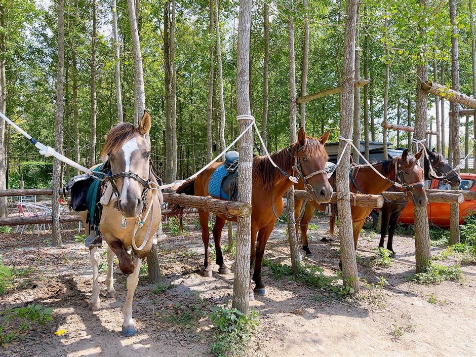 horse sense: austrian helps city slickers become cowgirls and cowboys