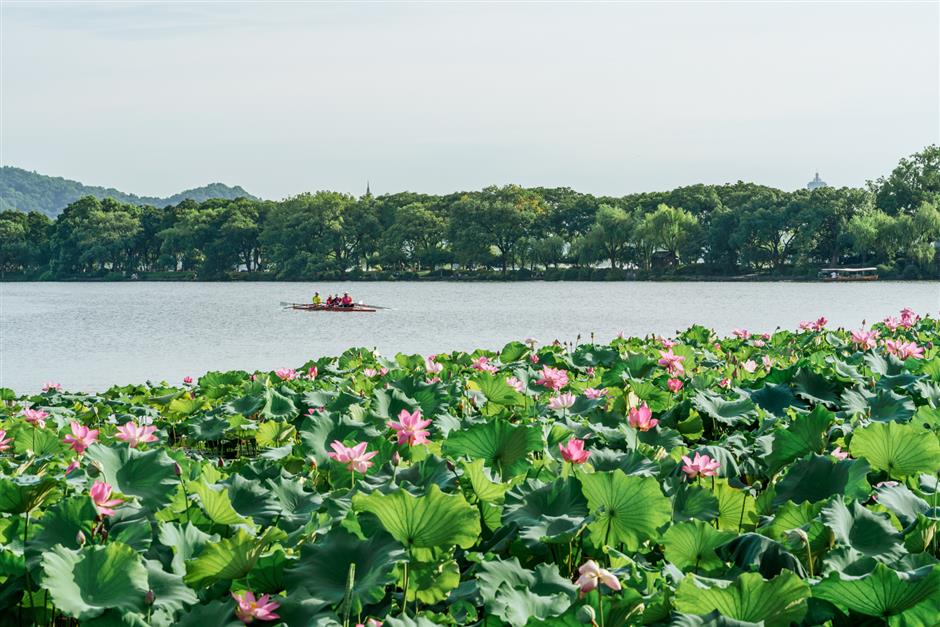 lotus lover shares walking routes to appreciates the vibrant blooms