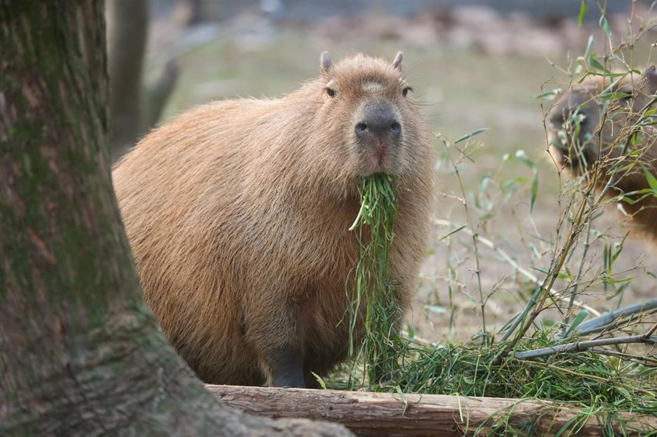 cute and cuddly capybara takes center stage