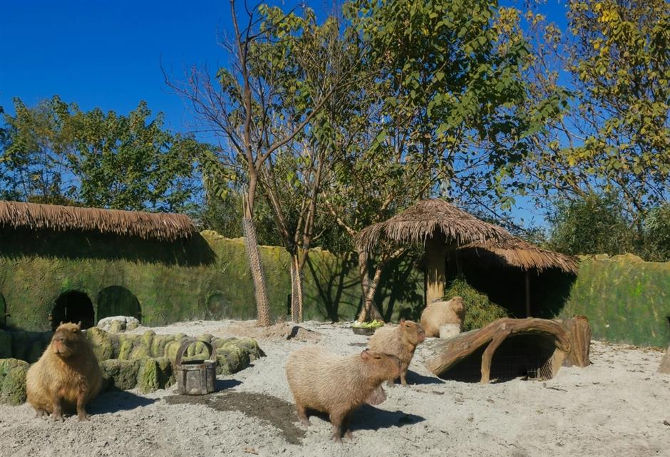 cute and cuddly capybara takes center stage