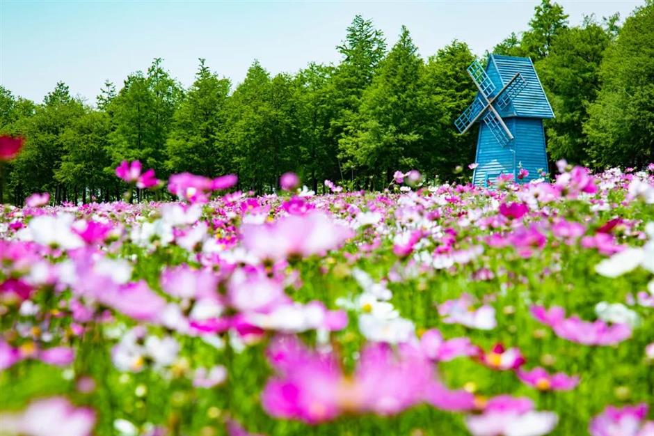 environmentally friendly routes take you to appreciate the beauty of shanghai's natural ecology